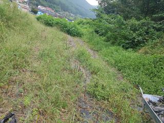 수기님의 배추 · 영농일지 작성글 사진