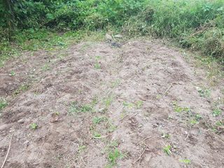 수기님의 배추 · 영농일지 작성글 사진