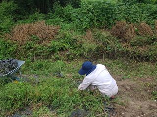 수기님의 배추 · 영농일지 작성글 사진