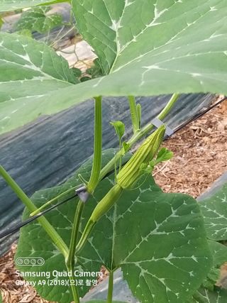 알 수 없음님의 호박 · 영농일지 작성글 사진