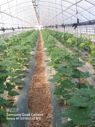 알 수 없음님의 호박 · 영농일지 작성글 사진