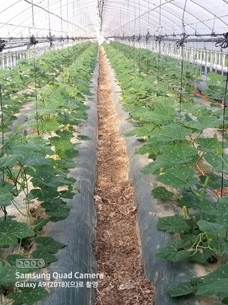 알 수 없음님의 호박 · 영농일지 작성글 사진