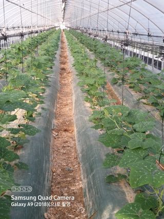 알 수 없음님의 호박 · 영농일지 작성글 사진