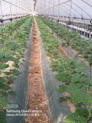 알 수 없음님의 호박 · 영농일지 작성글 사진