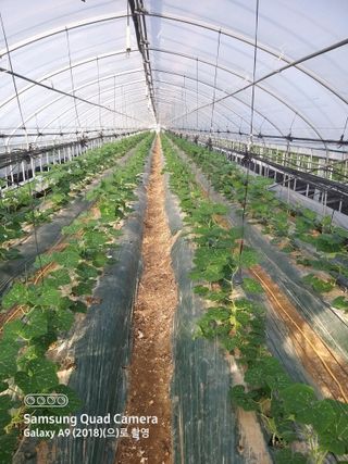 알 수 없음님의 호박 · 영농일지 작성글 사진