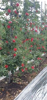 팜모닝 사과·영농일지 게시글 이미지