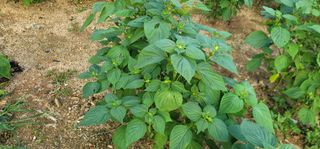 신승철님의 들깨 · 영농일지 작성글 사진