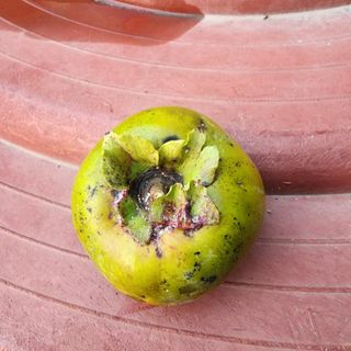 하동삼삼오오님의 농사, 무엇이든 물어보세요! · 참여글 작성글 사진