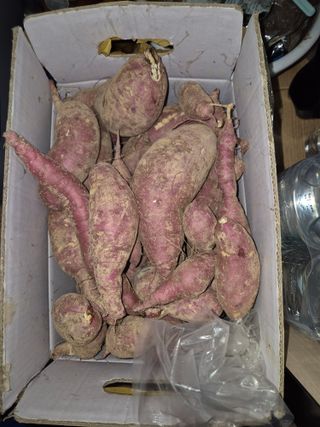 조위래님의 고구마 · 영농일지 작성글 사진