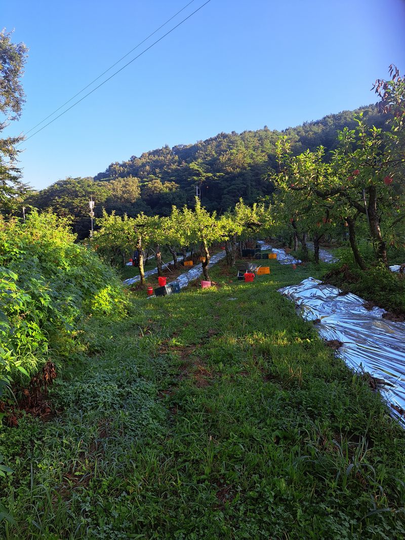 박수정님의 장터 판매 상품 [정품공품크기혼합홍로5키로] 첨부 사진