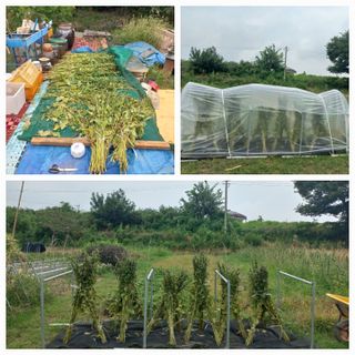 고랑이랑 임수연님의 참깨 · 영농일지 작성글 사진