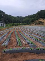 팜모닝 배추·영농일지 게시글 이미지