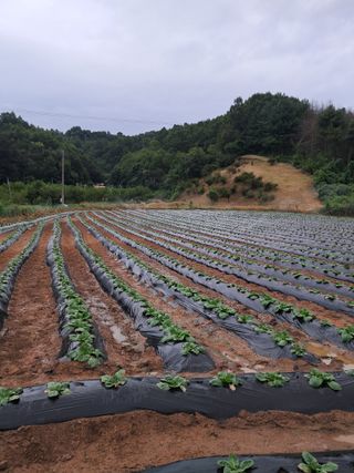규수김님의 배추 · 영농일지 작성글 사진