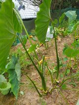 팜모닝 자유주제·자유게시판 게시글 이미지