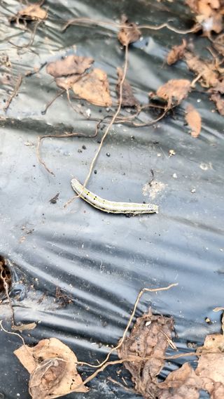 김지석님의 고구마 · 병해충상담 작성글 사진