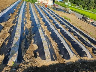 이영춘님의 배추 · 영농일지 작성글 사진