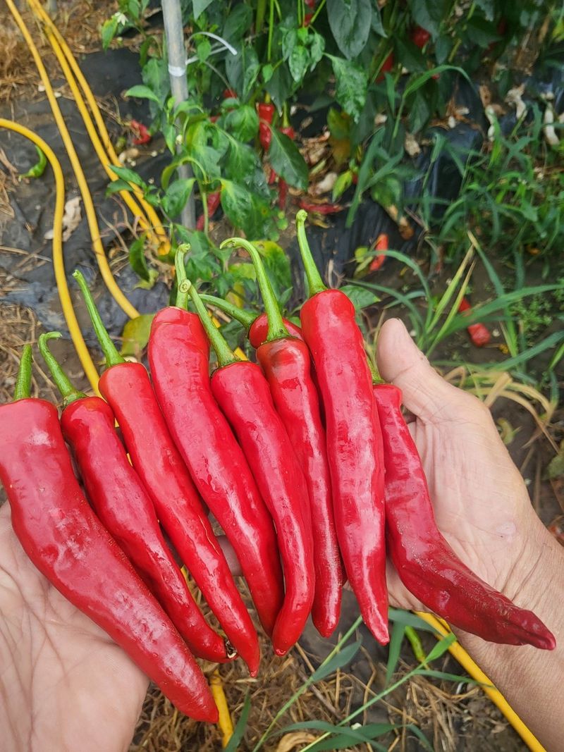 권연호님의 장터 판매 상품 [24년 괴산 햇세척고추가루 1근600g] 첨부 사진