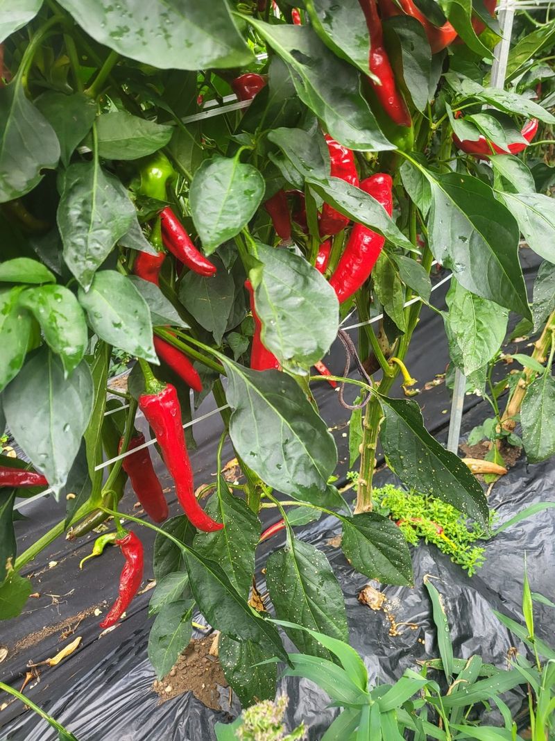 권연호님의 장터 판매 상품 [24년 괴산 햇세척고추가루 1근600g] 첨부 사진