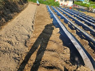 이영춘님의 양파 · 영농일지 작성글 사진