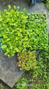 팜모닝 배추·영농일지 게시글 이미지