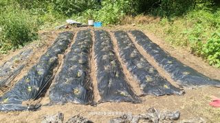 꿈사랑님의 배추 · 영농일지 작성글 사진