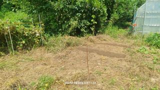 꿈사랑님의 배추 · 영농일지 작성글 사진