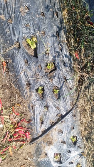 꿈사랑님의 배추 · 영농일지 작성글 사진