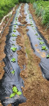 팜모닝 배추·영농일지 게시글 이미지