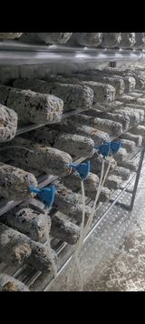 팜모닝 버섯·영농일지 게시글 이미지