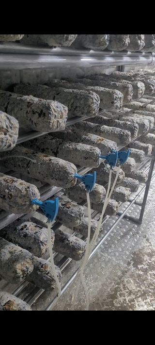 토리팜님의 버섯 · 영농일지 작성글 사진