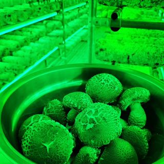 토리팜님의 버섯 · 영농일지 작성글 사진