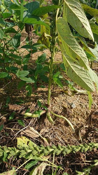 표고버섯20903님의 자유주제 · 자유게시판 작성글 사진