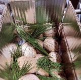 팜모닝 버섯·수확 게시글 이미지