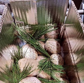 토리팜님의 버섯 · 수확 작성글 사진