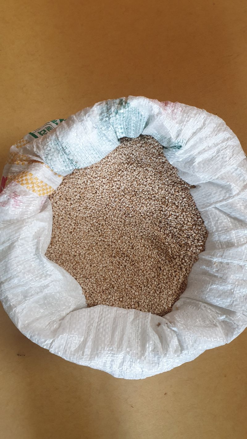 한영오님의 장터 판매 상품 [직접 농사지은 참깨 6kg] 첨부 사진