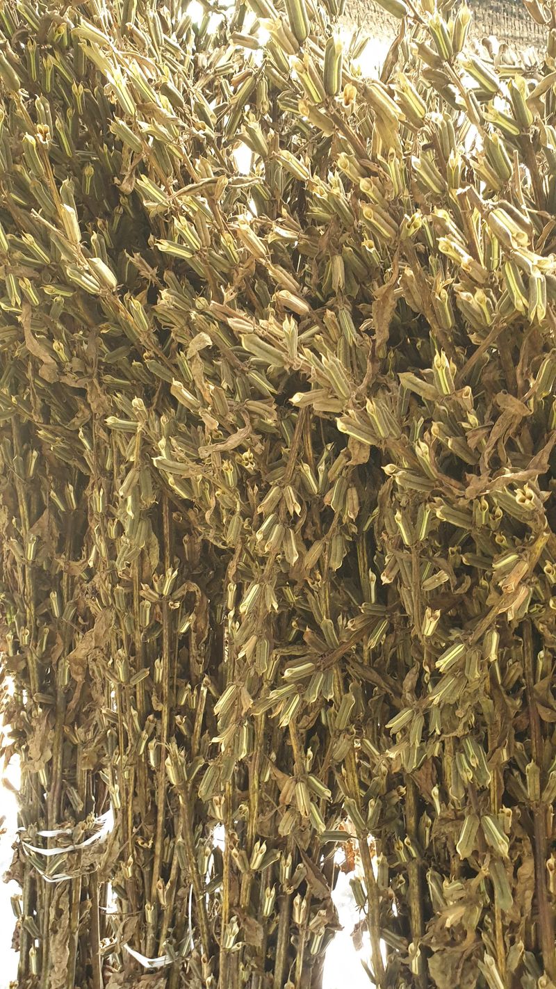 한영오님의 장터 판매 상품 [직접 농사지은 참깨 6kg] 첨부 사진