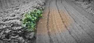 ♡청심전유삼♡님의 9월 농사계획 공유하기·참여글 작성글 사진