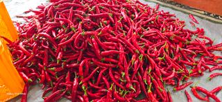 ♡청심전유삼♡님의 9월 농사계획 공유하기 · 참여글 작성글 사진