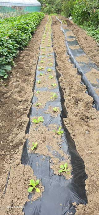 ♡청심전유삼♡님의 9월 농사계획 공유하기 · 참여글 작성글 사진