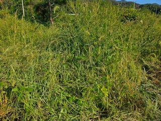 (주)연리지윤태금님의 들깨 · 영농일지 작성글 사진