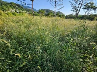 (주)연리지윤태금님의 들깨 · 영농일지 작성글 사진