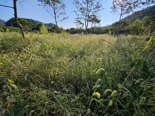 (주)연리지윤태금님의 들깨 · 영농일지 작성글 사진