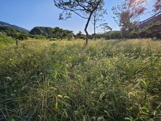 (주)연리지윤태금님의 들깨 · 영농일지 작성글 사진