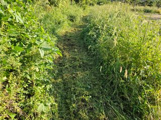 (주)연리지윤태금님의 들깨 · 영농일지 작성글 사진