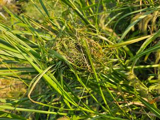 (주)연리지윤태금님의 들깨 · 영농일지 작성글 사진
