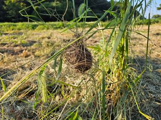 (주)연리지윤태금님의 들깨 · 영농일지 작성글 사진