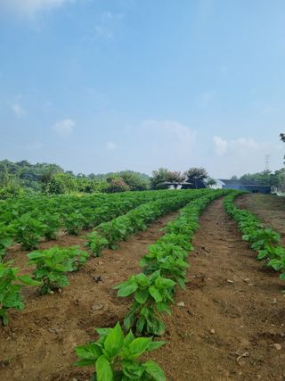 박종준님의 들깨 · 영농일지 작성글 사진