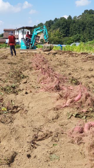 박순천님의 고구마 · 영농일지 작성글 사진
