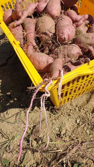 박순천님의 고구마 · 영농일지 작성글 사진