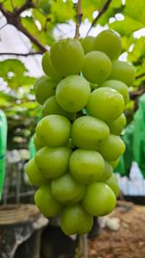 팜모닝 포도·영농일지 게시글 이미지